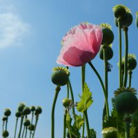 Seminar: Umgang und Handel mit Betäubungsmitteln sowie Grundstoffen